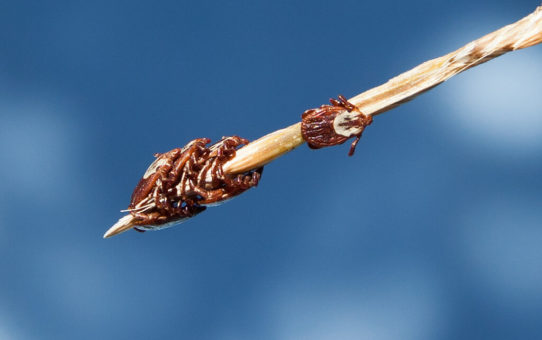 Six Pacific Coast Ticks (Dermacentor occidentalis) clustered on a stick.